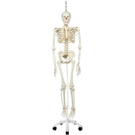 FABRICATION ENTERPRISES 3B® Anatomical Model - Phil The Physiological Skeleton on Roller Stand 951428
